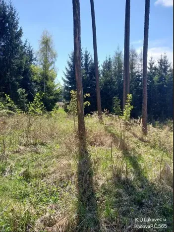 Prodej lesa, Lukavec, 1766 m2