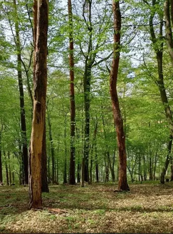 Prodej lesa, Mladoňovice, 2112 m2