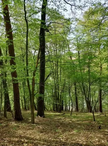 Prodej lesa, Mladoňovice, 2112 m2