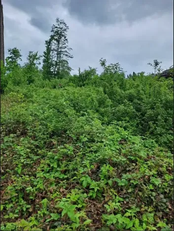 Prodej podílu lesa, Nový Rychnov, 6035 m2