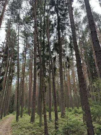 Prodej lesa, Velké Opatovice, 63108 m2