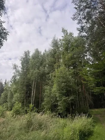 Prodej lesa, Řevničov, 11311 m2