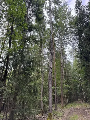 Prodej lesa, Řevničov, 11311 m2
