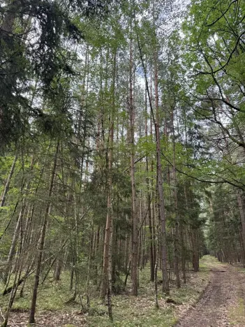 Prodej lesa, Řevničov, 11311 m2