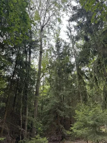 Prodej lesa, Řevničov, 11311 m2