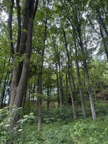 Prodej lesa, Čížkov, 4244 m2