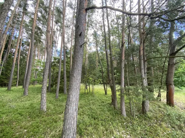 Prodej lesa, Slabčice - Nemějice, 1004 m2