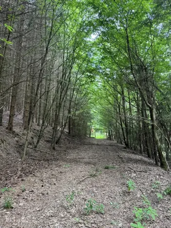 Prodej lesa, Jedlí, 10342 m2
