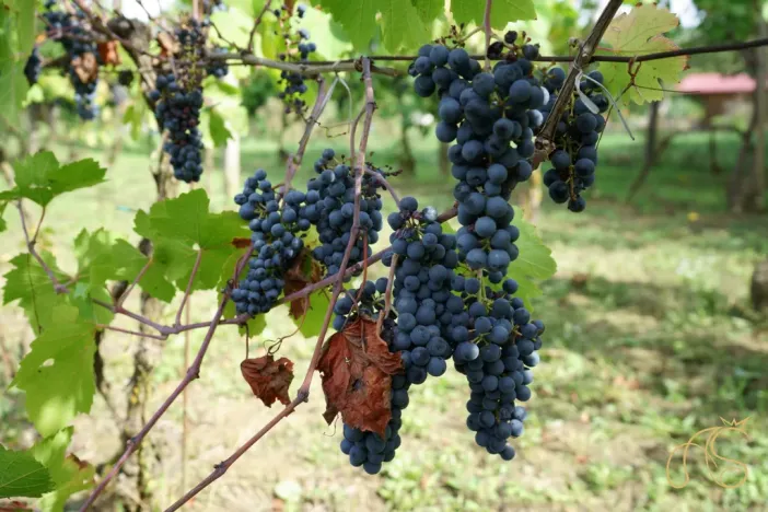 Prodej pozemku pro bydlení, Valtice - Úvaly, 2562 m2