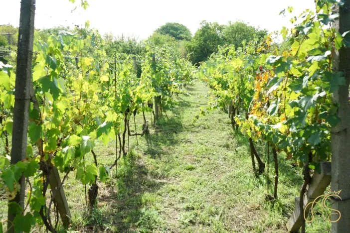 Prodej chalupy, Valtice - Úvaly, 53 m2