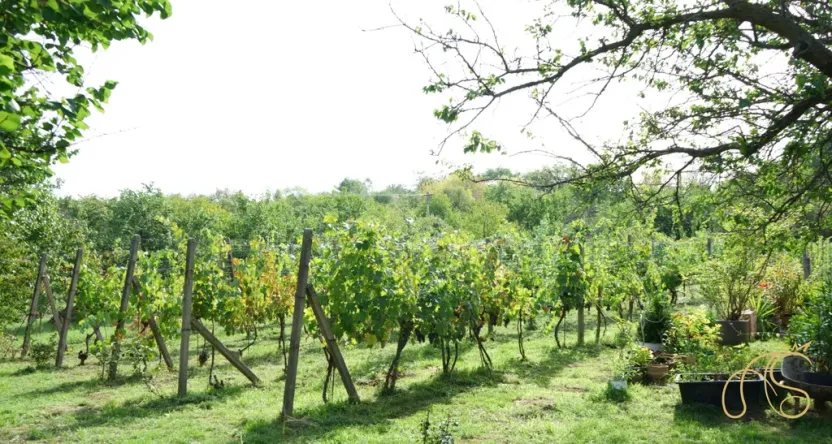 Prodej chalupy, Valtice - Úvaly, 53 m2
