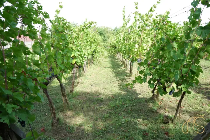 Prodej chalupy, Valtice - Úvaly, 53 m2