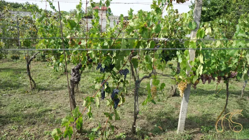 Prodej chalupy, Valtice - Úvaly, 53 m2