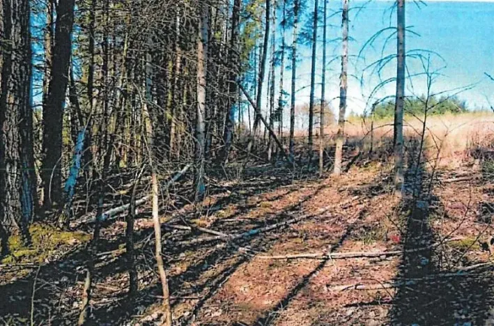Prodej lesa, Kojetín, 333 m2
