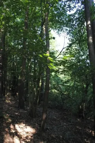 Prodej lesa, Strunkovice nad Volyňkou, 2510 m2
