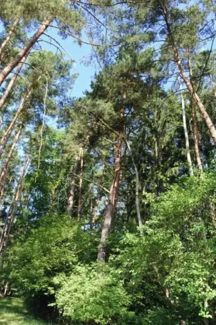 Prodej lesa, Strunkovice nad Volyňkou, 2510 m2