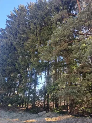 Prodej lesa, Strmilov, 1644 m2