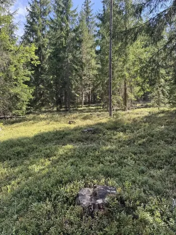 Prodej lesa, Novosedly nad Nežárkou, 67560 m2