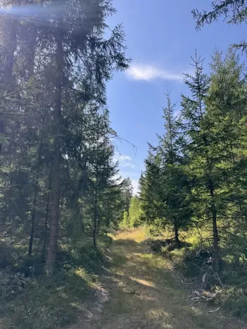 Prodej lesa, Novosedly nad Nežárkou, 67560 m2