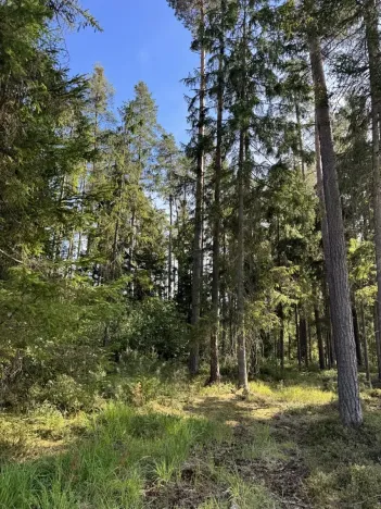 Prodej lesa, Novosedly nad Nežárkou, 67560 m2