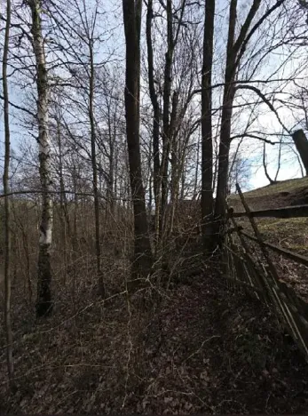 Prodej lesa, Rokytnice v Orlických horách, 3079 m2