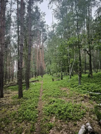 Prodej lesa, Čečelice, 21226 m2