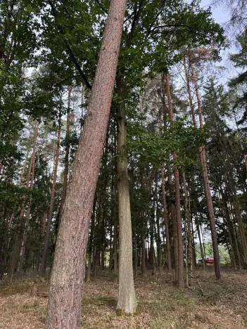 Prodej lesa, Zruč-Senec, 2639 m2