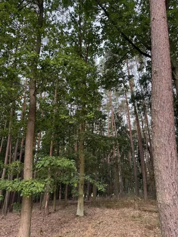 Prodej lesa, Zruč-Senec, 2639 m2