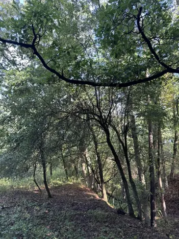 Prodej lesa, Chorušice, 14963 m2