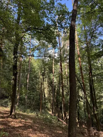 Prodej lesa, Vlkančice, 10739 m2