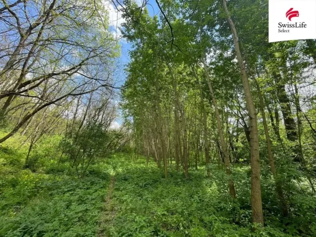 Prodej lesa, Horní Dunajovice, 6071 m2