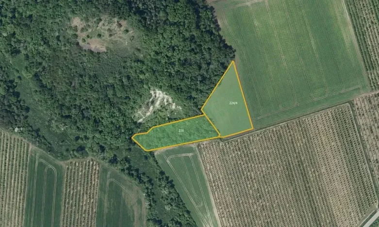 Prodej sadu/vinice, Želkovice, 8055 m2