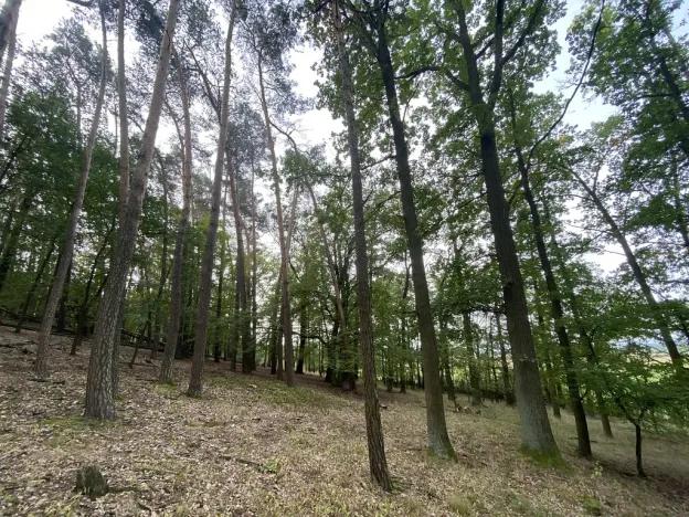 Prodej lesa, Ostřetín - Vysoká u Holic, 11957 m2