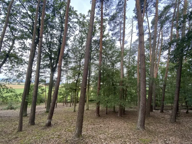 Prodej lesa, Ostřetín - Vysoká u Holic, 11957 m2