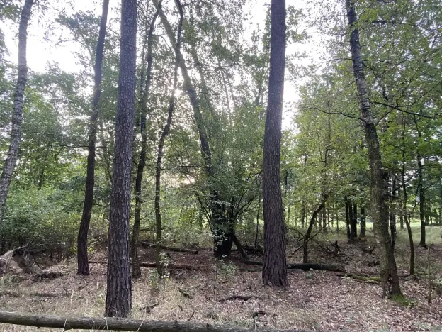 Prodej lesa, Ostřetín - Vysoká u Holic, 11957 m2
