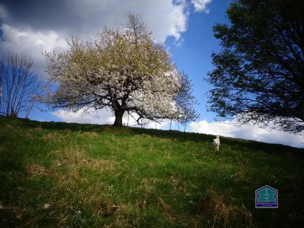 Prodej louky, Lesná - Stará Knížecí Huť, 410390 m2