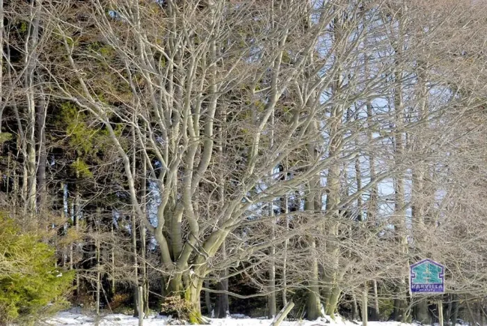 Prodej louky, Lesná - Stará Knížecí Huť, 410390 m2