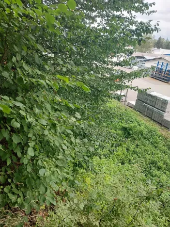 Prodej lesa, Rychnov nad Kněžnou, 3801 m2