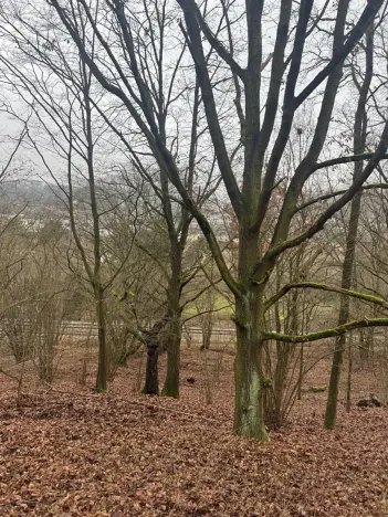 Prodej lesa, Ústí nad Labem, 9837 m2