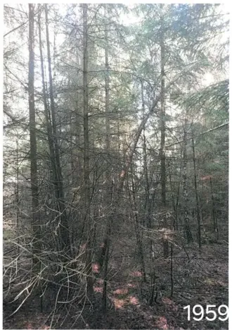 Prodej lesa, Žirovnice, 2626 m2