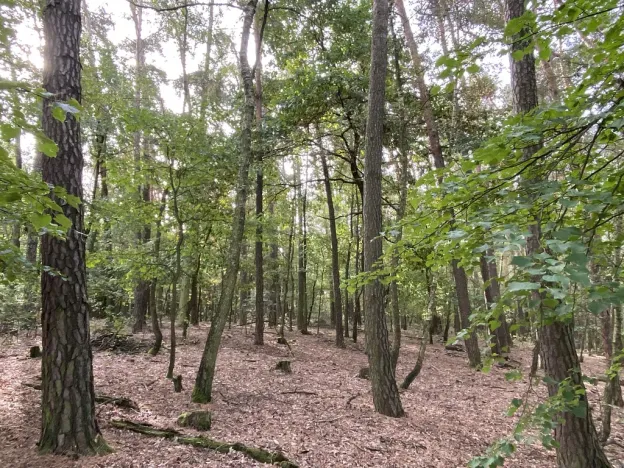 Prodej lesa, Ostřetín - Vysoká u Holic, 5528 m2