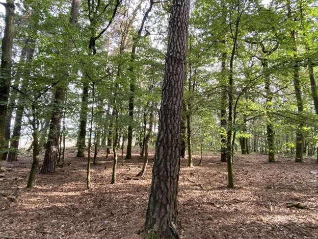 Prodej lesa, Ostřetín - Vysoká u Holic, 5528 m2