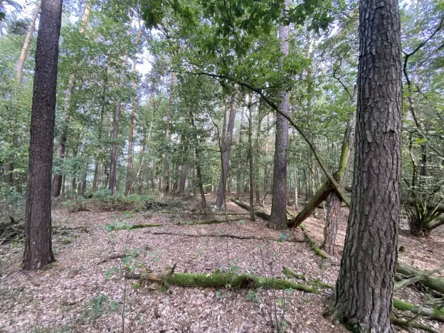 Prodej lesa, Ostřetín - Vysoká u Holic, 5528 m2