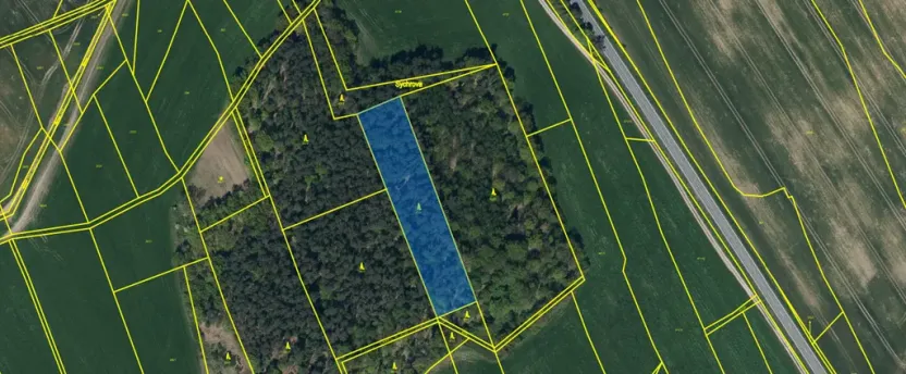 Prodej lesa, Ostřetín - Vysoká u Holic, 5528 m2
