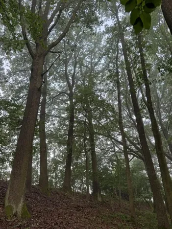 Prodej podílu lesa, Velký Ořechov, 2457 m2