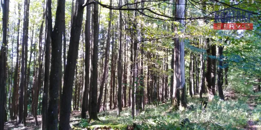 Prodej lesa, Brumov-Bylnice, 10951 m2