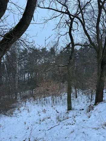 Prodej lesa, Kralupy nad Vltavou, 3462 m2