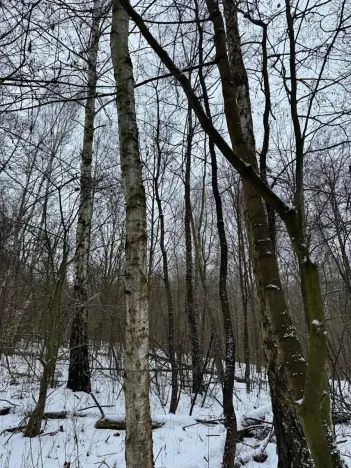 Prodej lesa, Kralupy nad Vltavou, 3462 m2